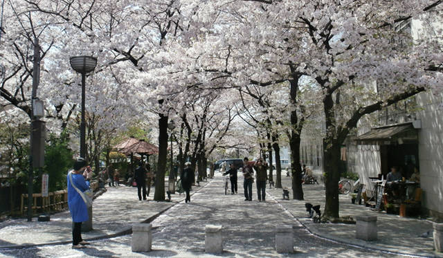 <strong>戸田恵子｜愛知、三重、京都　桜ほころぶ三都を行く</strong>　花見客で賑わうなか京都散歩