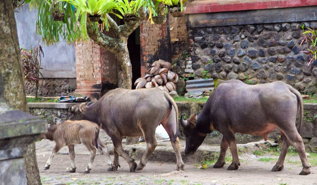 まだのどかさが残る、ジンバランの町にはこんな風景も