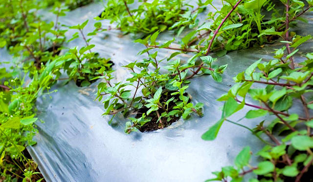 大切に育てられた野菜が、ル・メイディアン　ジンバランのダイニングでゲストたちを笑顔にする