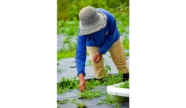 グデさんに有機野菜には、手間と暇と愛情がかけられている
