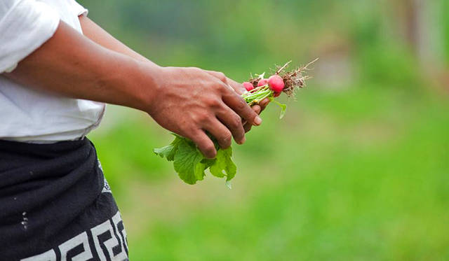 採れたての瑞々しい野菜を試食できるのも、ツアーの楽しみ
