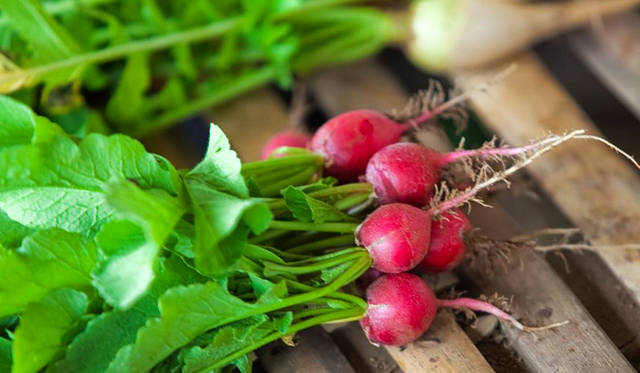 色が濃く、生命感いっぱいのラディッシュは、味も歯ごたえもしっかり