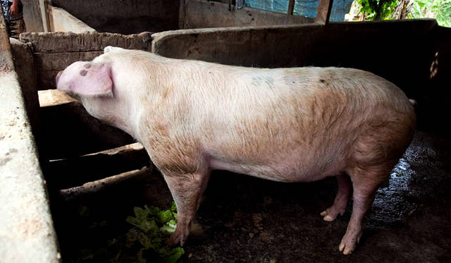 グデさんの養豚場では、子豚が元気に走り回っていた