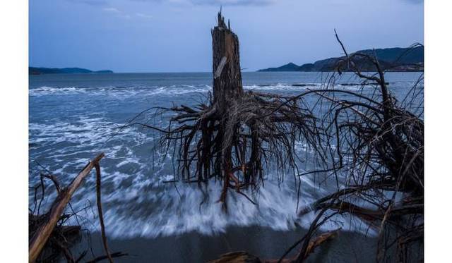 <strong>ART｜『WORLD PRESS PHOTO 13　世界報道写真展2013』を東京都写真美術館で開催</strong><br />一般ニュースの部　組写真3位<br />ダニエル・ベレフラク（オーストラリア） ゲッティ・イメージズ<br />津波で根こそぎにされた松の木の残骸が浜辺に打ち上げられている。被災地には、がれきの撤去という大きな問題が立ちはだかったままだ。