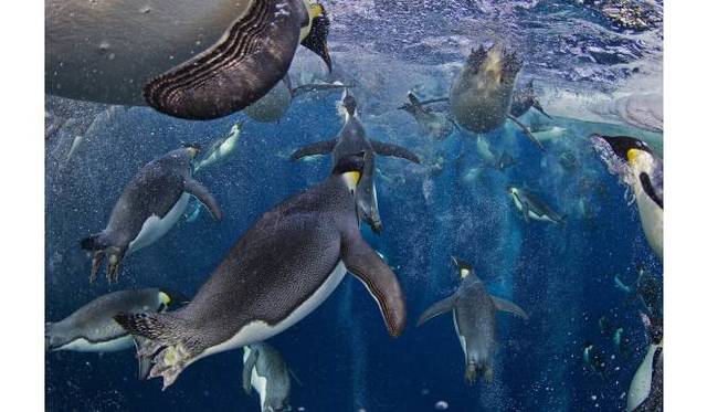 <strong>ART｜『WORLD PRESS PHOTO 13　世界報道写真展2013』を東京都写真美術館で開催</strong><br />自然の部　組写真1位<br />ポール・ニックレン（カナダ）　ナショナルジオグラフィック誌　南極、ロス海（＝2011年11月18日） 「ロス海の皇帝ペンギン」<br />泡を使った高度な生理学的メカニズムを発達させた皇帝ペンギン。現在は、コロニーと生態系を支える海氷の消失に直面している。