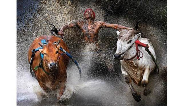<strong>ART｜『WORLD PRESS PHOTO 13　世界報道写真展2013』を東京都写真美術館で開催</strong><br />スポーツ・アクションの部　単写真1位<br />ウェイ・ソン・チェン（マレーシア）　インドネシア、西スマトラバトゥサンカル（＝2月12日） 「水牛レース」<br />収穫シーズンの終わりに開かれる人気の水牛レースで、走り抜けたジョッキーが安堵と喜びの表情を見せている。
