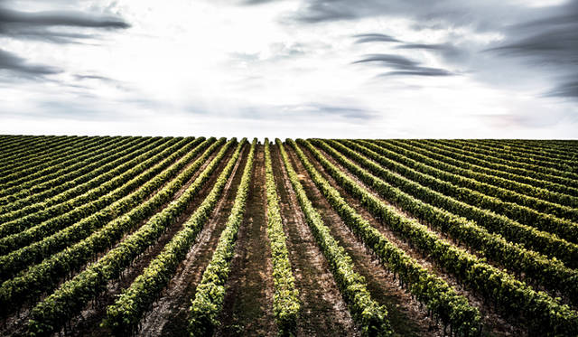 <strong>LOUIS XIII｜ルイ13世</strong>　「ルイ13世 レア・カスク42.6」　フランスのなかでも指折りの美しいワイン産地、グランド・シャンパーニュ地区。ぶどう畑は緩い傾斜に広がり、石灰質の土壌が緩やかなカーブを描いて、ぶどうの栽培に重要な水はけに理想的な構造になっている