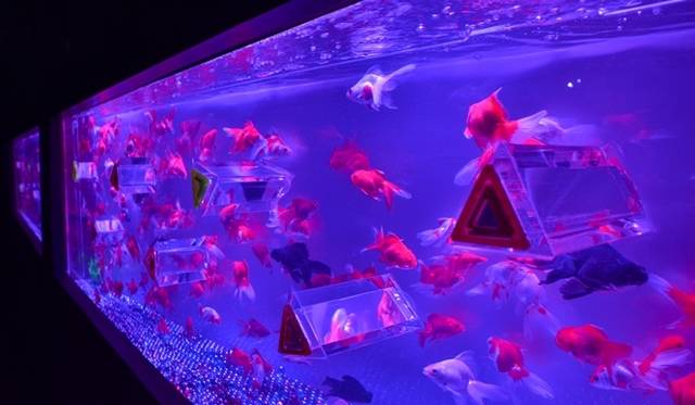 <strong>ART｜『ECO EDO 日本橋　ダイナースクラブ アートアクアリウム2013～江戸・金魚の涼～』</strong>　カレイドリウム　