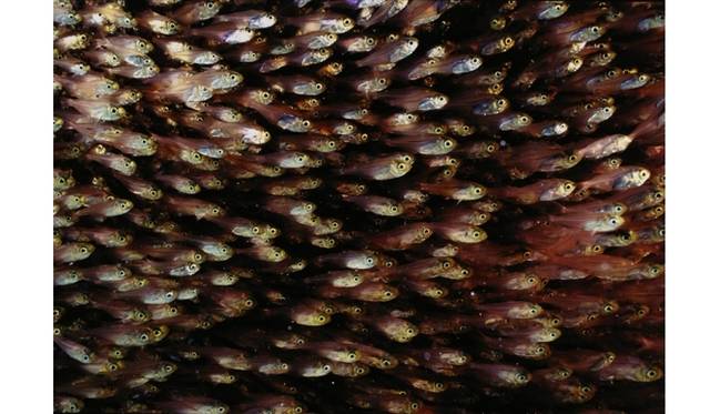 <strong>ART｜東京都写真美術館で『写真のエステ－写真作品のつくりかた』展</strong>　中村征夫 《日本列島海中百景》より キンメモドキ 1998年 銀色素漂白方式印画