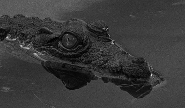 © O SOM E A FÚRIA, KOMPLIZEN FILM, GULL