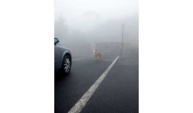 <strong>ART｜デイヴィッド・シルヴィアン写真展『abandon/hope』</strong>　messenger