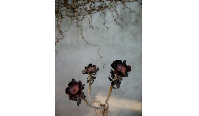 <strong>ART｜デイヴィッド・シルヴィアン写真展『abandon/hope』</strong>　implausible beauty