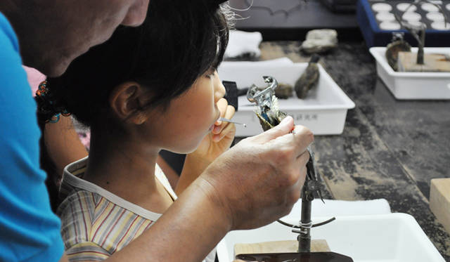 <strong>MIKIMOTO｜ミキモト</strong>　アコヤ貝の核入れ。肉眼と手先の感覚のみで進める難しい作業