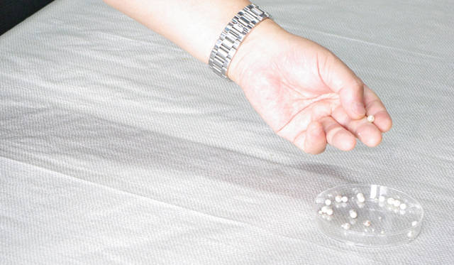 <strong>MIKIMOTO｜ミキモト</strong>　昨年参加した子どもたちが核入れしたアコヤ貝に育った真珠