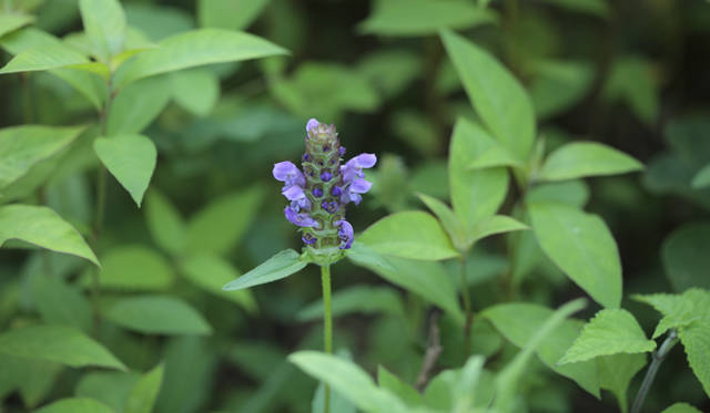 新鮮な夏野菜を生のまま味わえる「信濃ファーマーズ」