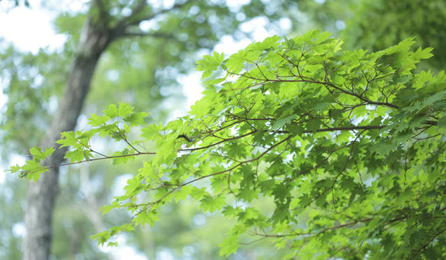 新鮮な夏野菜を生のまま味わえる「信濃ファーマーズ」