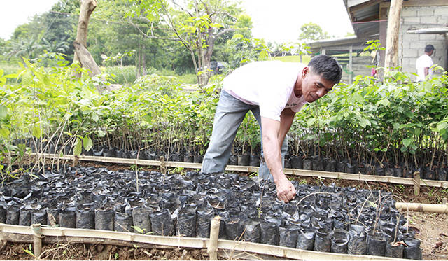 苗木は種から育てる。生物多様性を守るため、フィリピン在来種の木々を植樹する