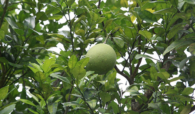 モア・トゥリーズの森で育てられている柑橘系の果実。果実を販売することで得られる収入が、住民の生活や森林の再生に役立てられている