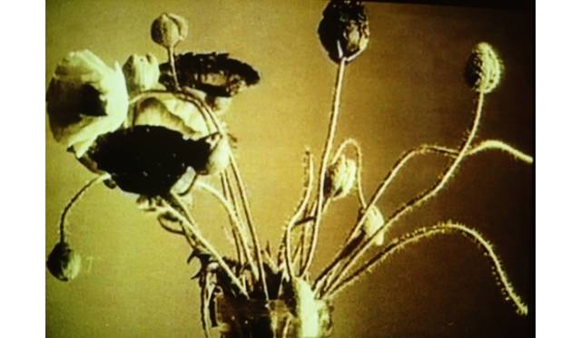 <strong>ART｜映像作家フィオナ・タン『エリプシス』を金沢21世紀美術館で開催</strong>　《Linnaeus’Flower Clock（リンネの花時計）》1998年 SD ヴィデオ 17分 金沢21世紀美術館蔵 © Fiona Tan Courtesy of the Artist andWako Works of Art, Tokyo