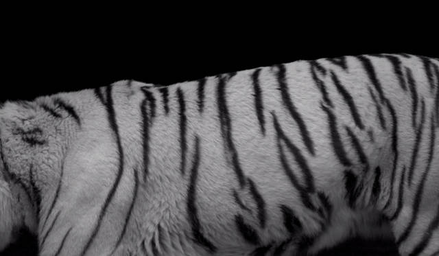 <strong>FURLA｜フルラ</strong>　秋冬シーズンを象徴する大迫力のビデオアート制作の舞台裏を公開