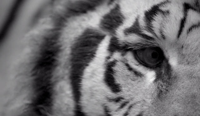 <strong>FURLA｜フルラ</strong>　秋冬シーズンを象徴する大迫力のビデオアート制作の舞台裏を公開