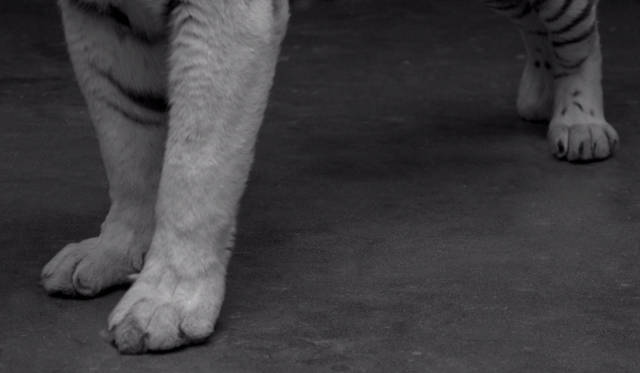 <strong>FURLA｜フルラ</strong>　秋冬シーズンを象徴する大迫力のビデオアート制作の舞台裏を公開