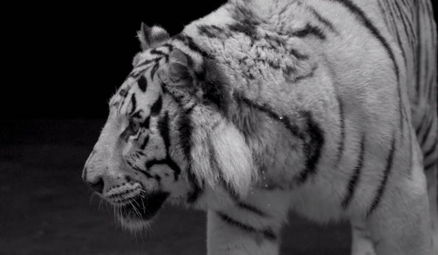 <strong>FURLA｜フルラ</strong>　秋冬シーズンを象徴する大迫力のビデオアート制作の舞台裏を公開