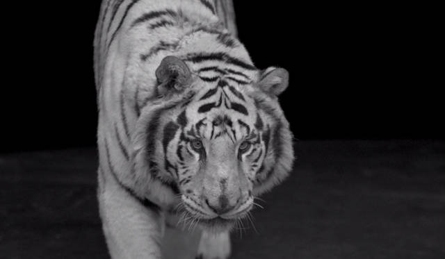 <strong>FURLA｜フルラ</strong>　秋冬シーズンを象徴する大迫力のビデオアート制作の舞台裏を公開