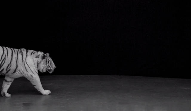 <strong>FURLA｜フルラ</strong>　秋冬シーズンを象徴する大迫力のビデオアート制作の舞台裏を公開