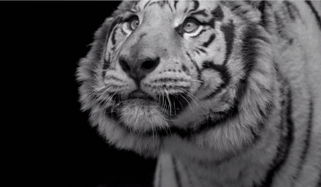 <strong>FURLA｜フルラ</strong>　秋冬シーズンを象徴する大迫力のビデオアート制作の舞台裏を公開