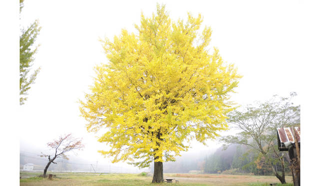 ©ハーメルン製作委員会