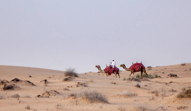 ランドローバーは3色。手前は黄色のランドローバー