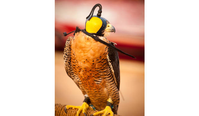 ランドローバーは3色。手前は黄色のランドローバー