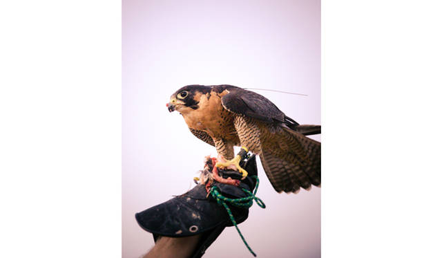 ランドローバーは3色。手前は黄色のランドローバー