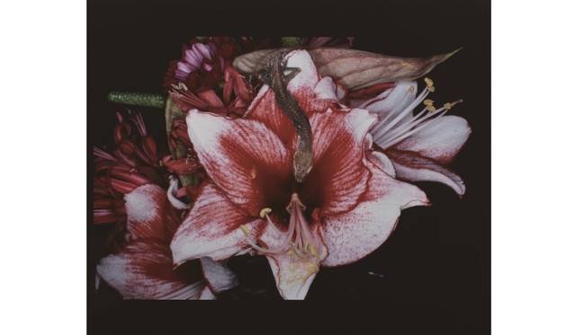 <strong>TOKYO PHOTO 2013｜出展作品を先行公開！</strong><br /><br /><strong>Taka Ishii Gallery (Tokyo)</strong><br />Nobuyoshi ArakiParadise 2, 2013Courtesy of Taka Ishii Gallery Photography/Film ©Nobuyoshi Araki