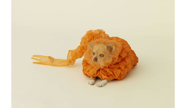 by ライザー＋ウメモト for チワワ　©Hiroshi Yoda