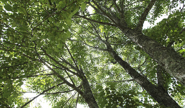 森のなかでは、緑のフィルターが太陽光線の80％を吸収し、有害な紫外線をカットしてくれる