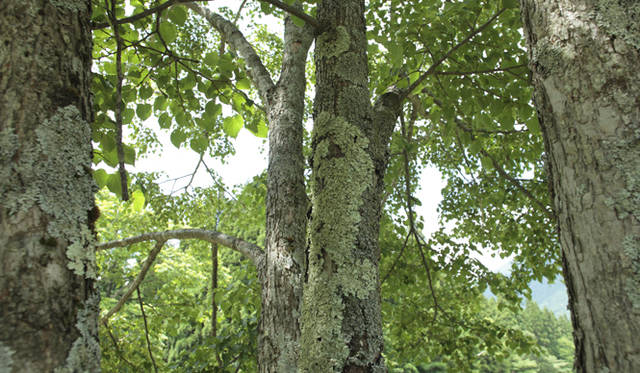 森のなかでは、緑のフィルターが太陽光線の80％を吸収し、有害な紫外線をカットしてくれる