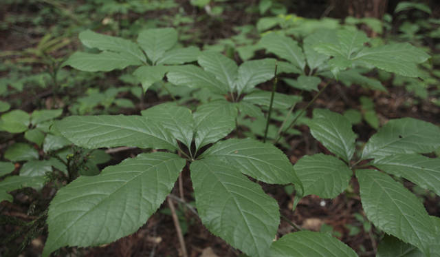 森のなかでは、緑のフィルターが太陽光線の80％を吸収し、有害な紫外線をカットしてくれる