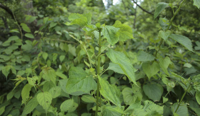 森のなかでは、緑のフィルターが太陽光線の80％を吸収し、有害な紫外線をカットしてくれる