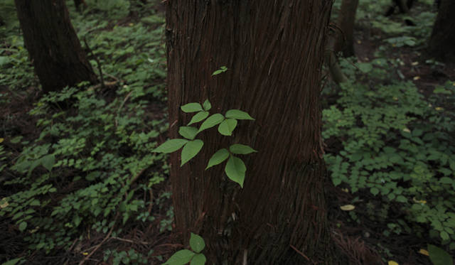 森のなかでは、緑のフィルターが太陽光線の80％を吸収し、有害な紫外線をカットしてくれる