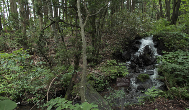 森のなかでは、緑のフィルターが太陽光線の80％を吸収し、有害な紫外線をカットしてくれる