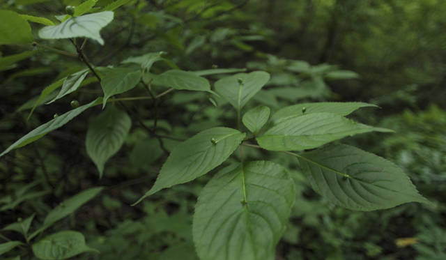 森のなかでは、緑のフィルターが太陽光線の80％を吸収し、有害な紫外線をカットしてくれる