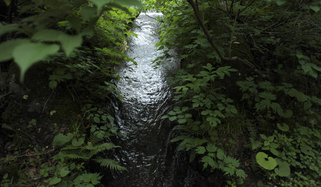 森のなかでは、緑のフィルターが太陽光線の80％を吸収し、有害な紫外線をカットしてくれる