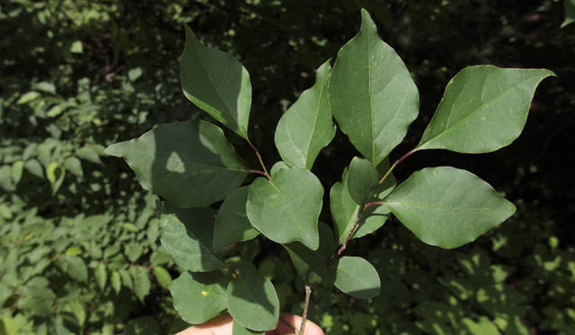 森のなかでは、緑のフィルターが太陽光線の80％を吸収し、有害な紫外線をカットしてくれる