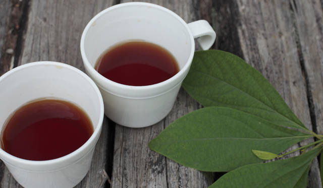 森のなかでは、緑のフィルターが太陽光線の80％を吸収し、有害な紫外線をカットしてくれる