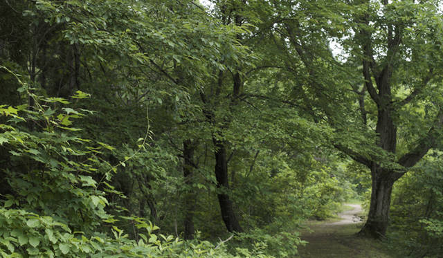 森のなかでは、緑のフィルターが太陽光線の80％を吸収し、有害な紫外線をカットしてくれる