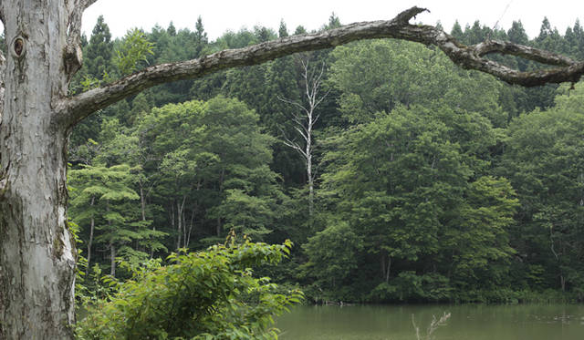 森のなかでは、緑のフィルターが太陽光線の80％を吸収し、有害な紫外線をカットしてくれる