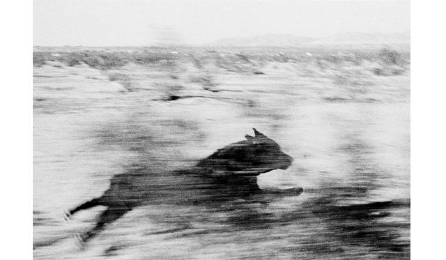 <strong>TOKYO PHOTO｜東京フォト代表 原田知大氏にインタビュー！</strong><br />「車窓からの眺め - 森山大道 ジョエル・マイヤロヴィッツ ジョン・ディヴォラ」<br />Joel Meyerowitz, Pictures From 