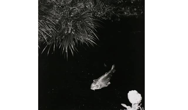 <strong>ART｜須田一政写真展『凪の片』を東京都写真美術館で開催</strong>　）＜物草拾遺＞より、1981 年 東京都写真美術館蔵